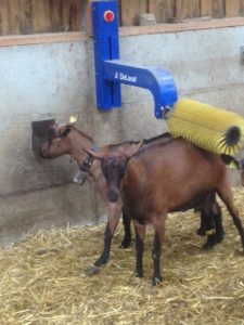 Brosse chèvres DeLaval